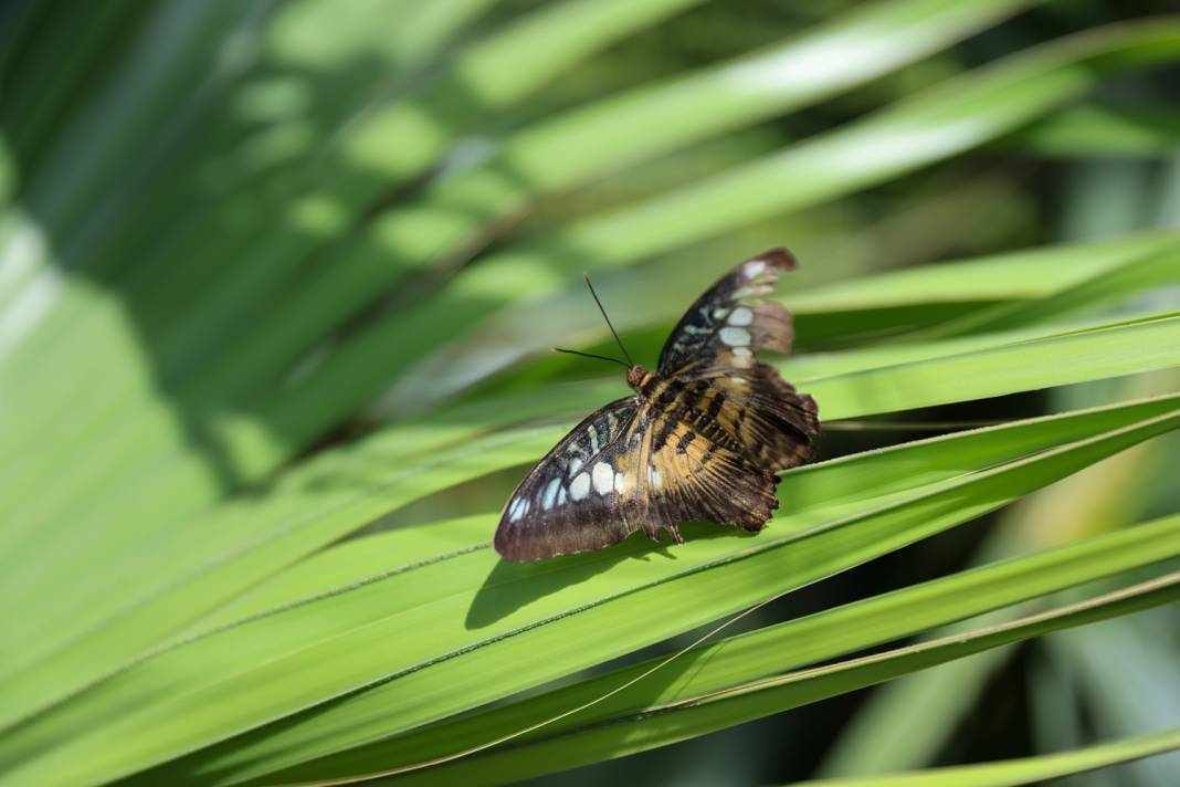 Konya’nın gözde mekanlarına Şeb-i Arus düzenlemesi 5